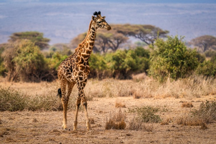 123 Amboseli Nationaal Park.jpg